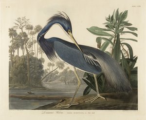 Louisiana Heron, 1834 (handfärgad akvatint på vävt papper)